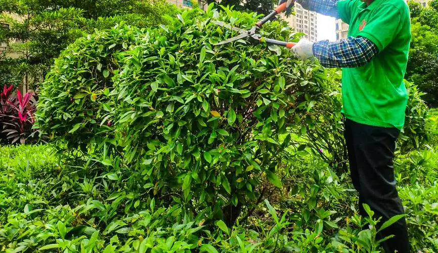 汉沽市政绿化种植土单价