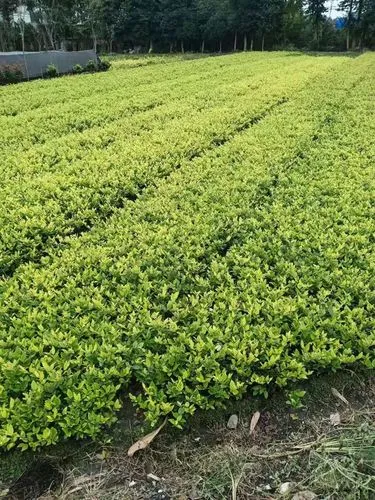 枝江市东干渠绿化工程项目